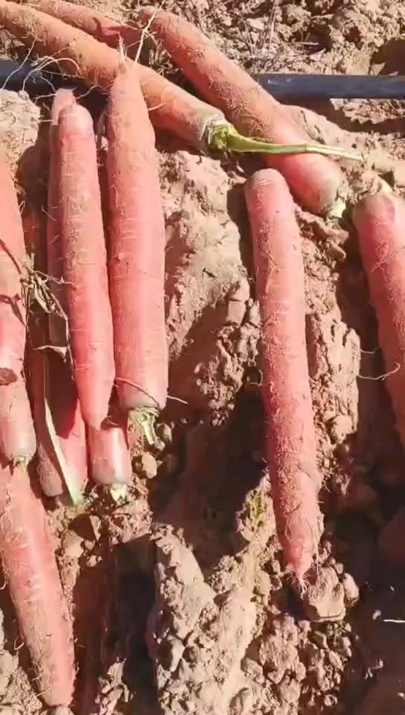 紫萝卜