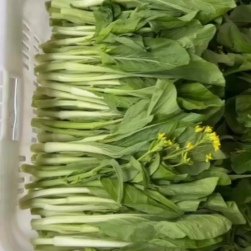 湖北白菜台现货，欢迎长期合作。