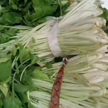 箭杆白