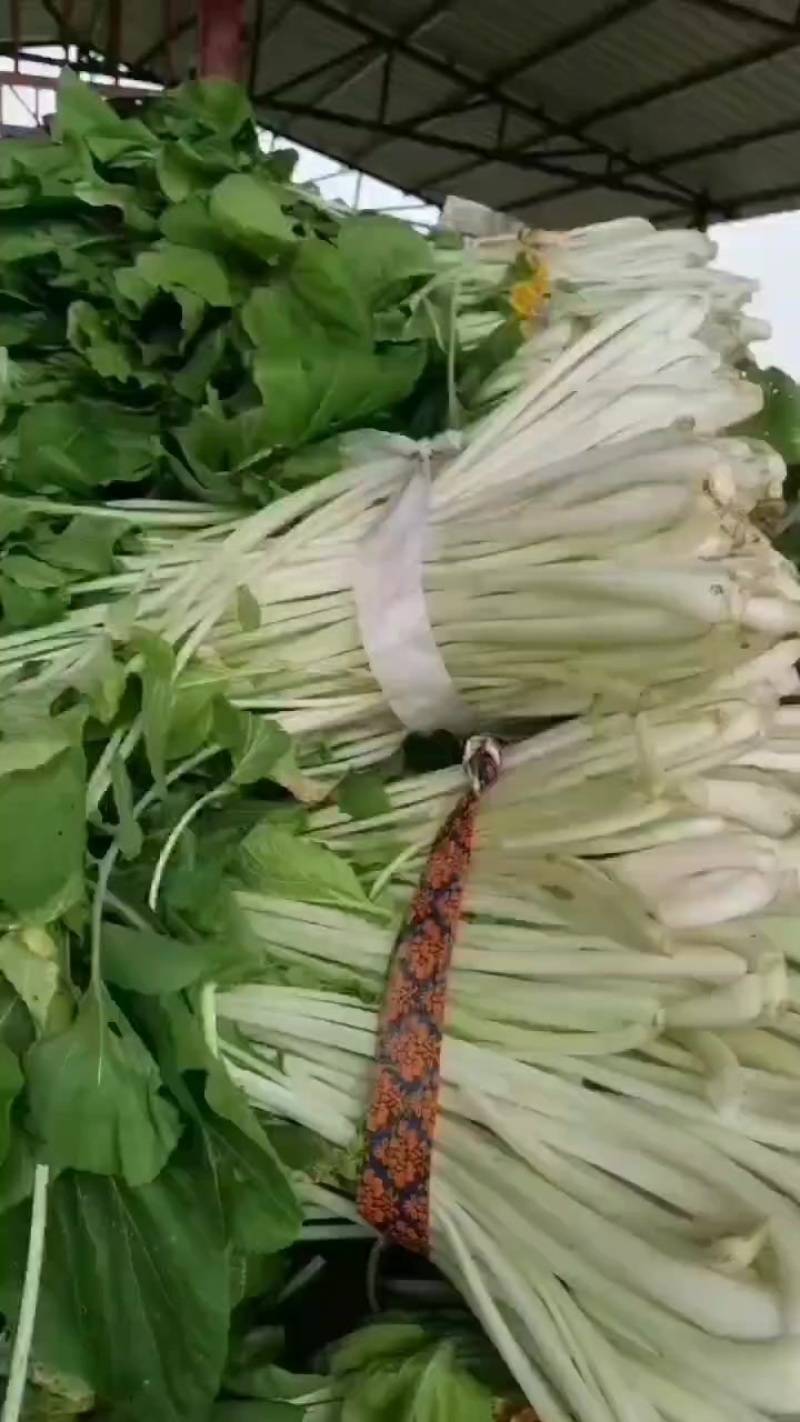 箭杆白