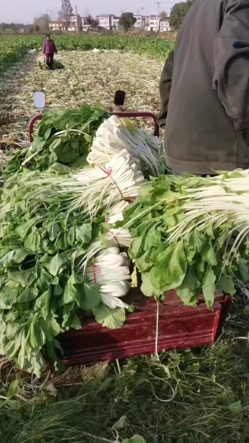 箭杆白