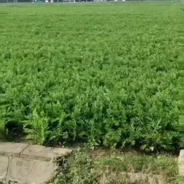 雪里红