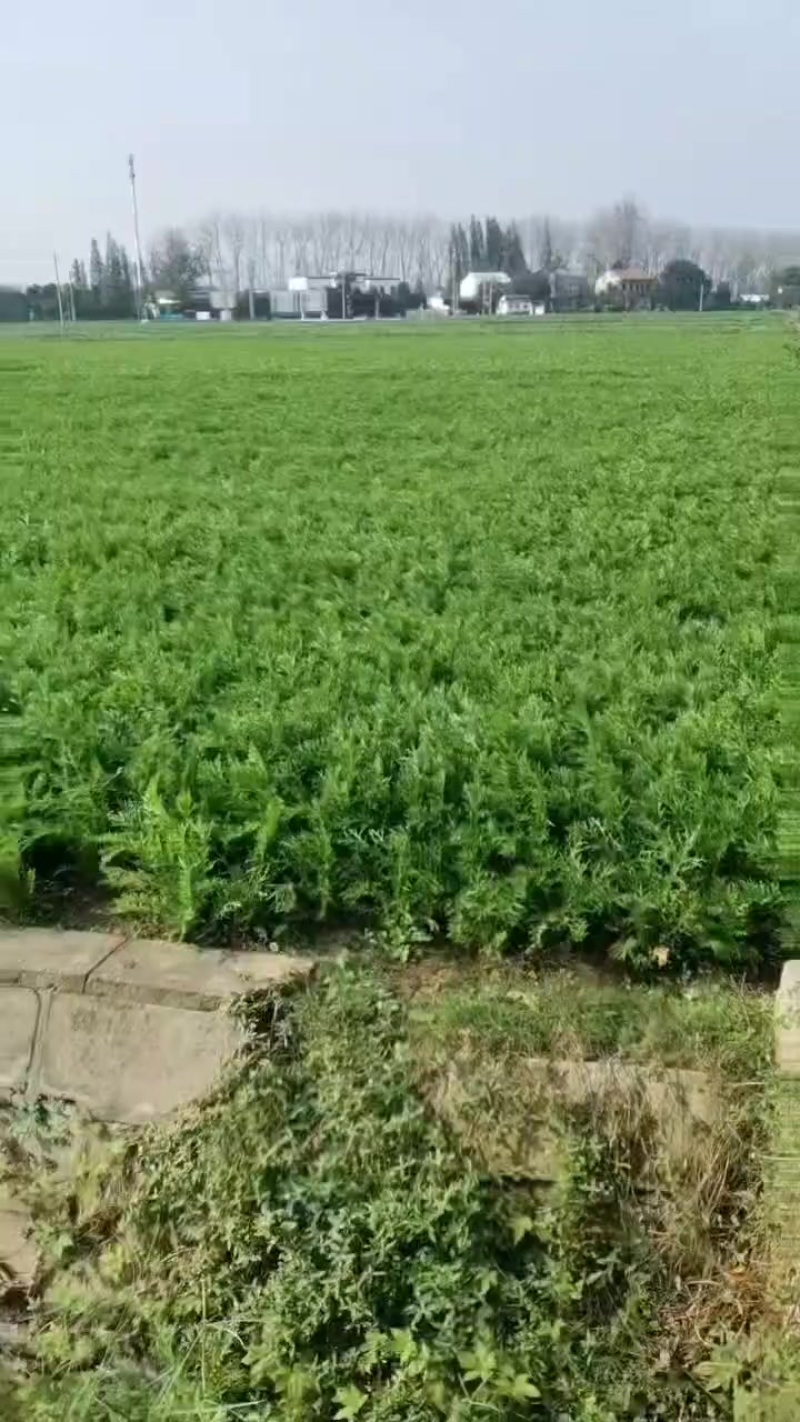 雪里红