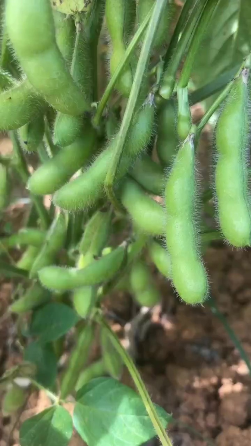毛豆