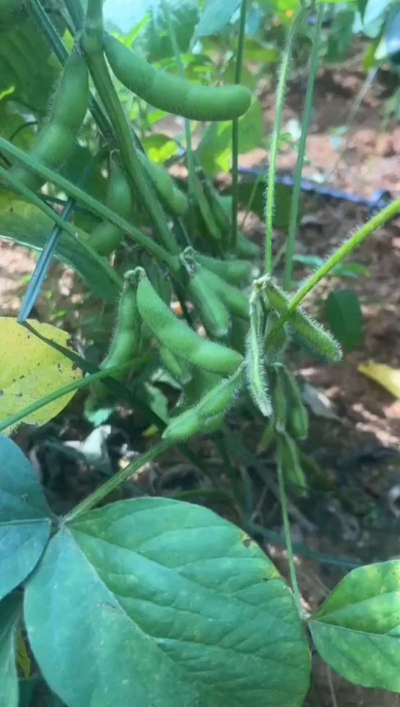 毛豆