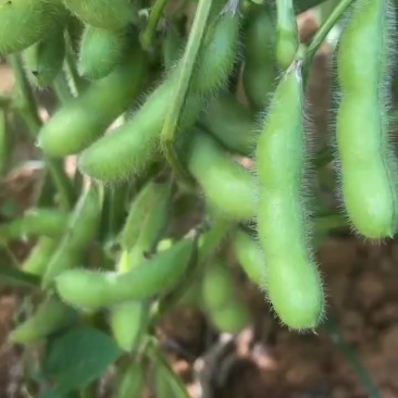 毛豆