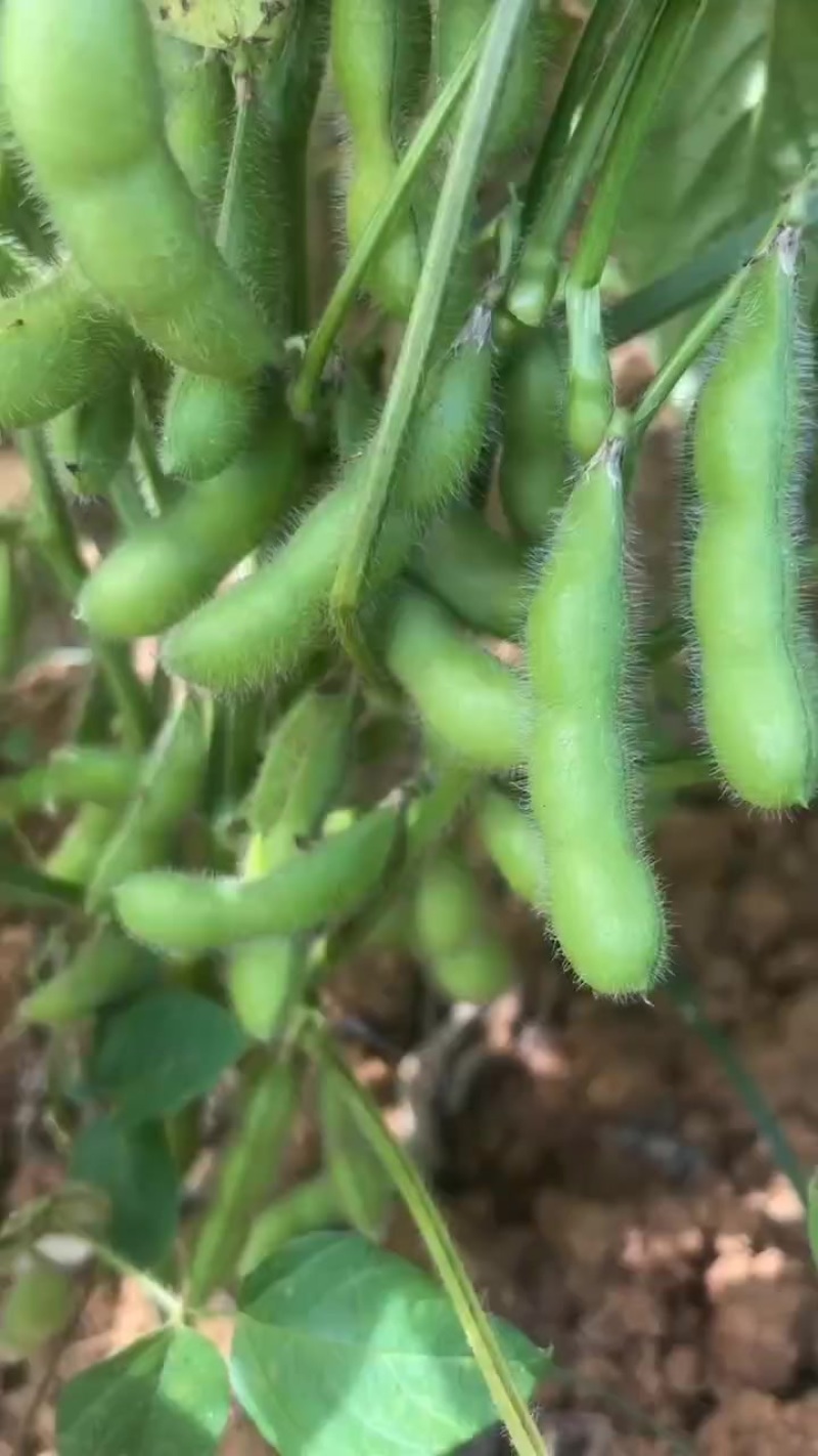 毛豆