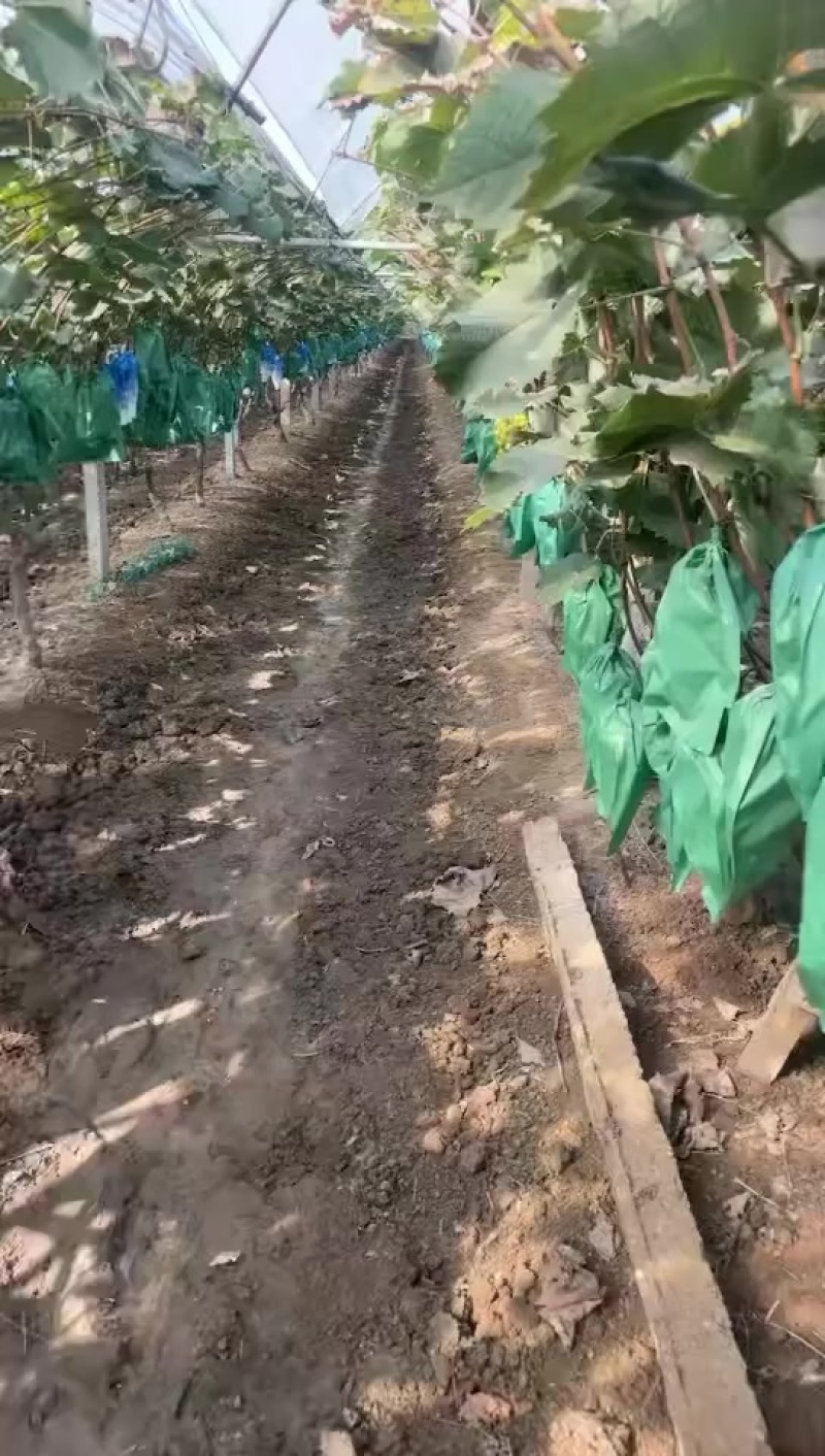 阳光玫瑰