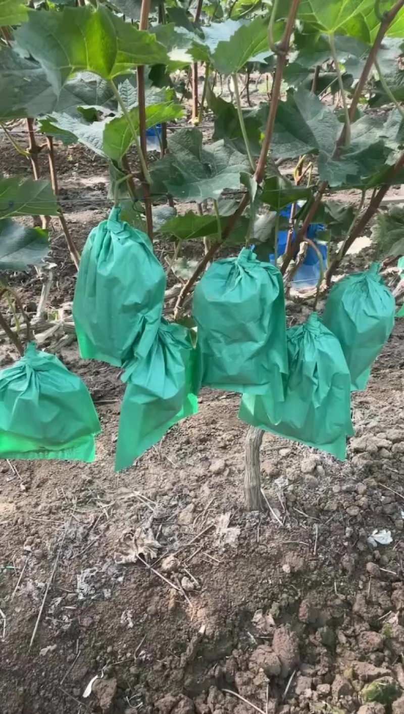 阳光玫瑰