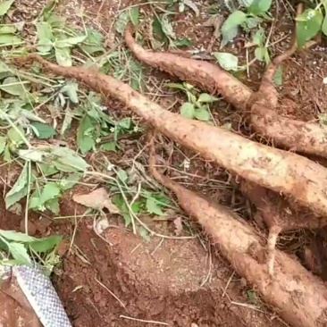农家自产自销***山药，白玉牛尾山药软糯香甜