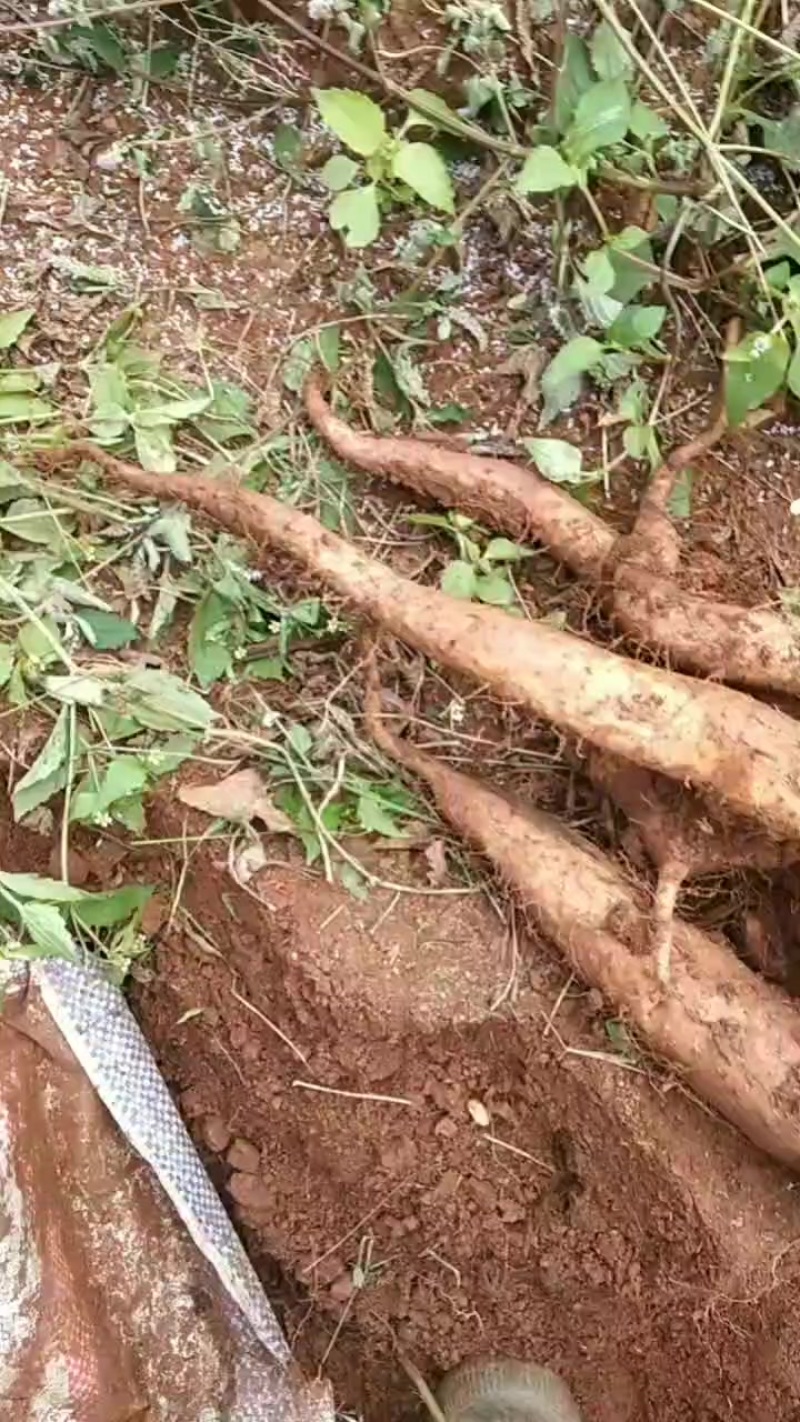农家自产自销***山药，白玉牛尾山药软糯香甜
