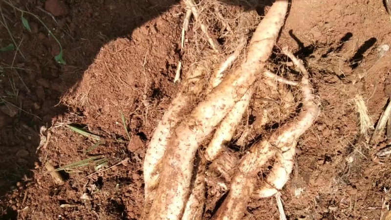 农家自产自销***山药，白玉牛尾山药软糯香甜