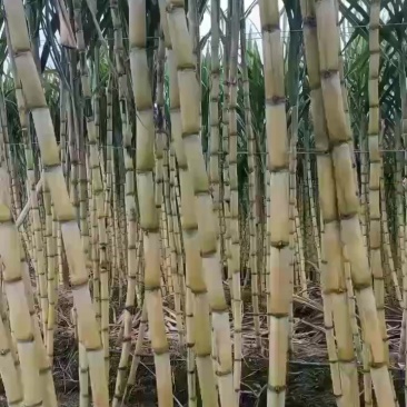 黄金甘蔗