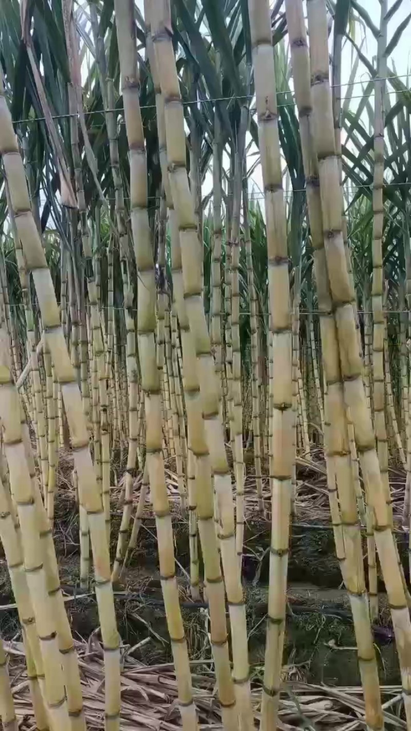 黄金甘蔗