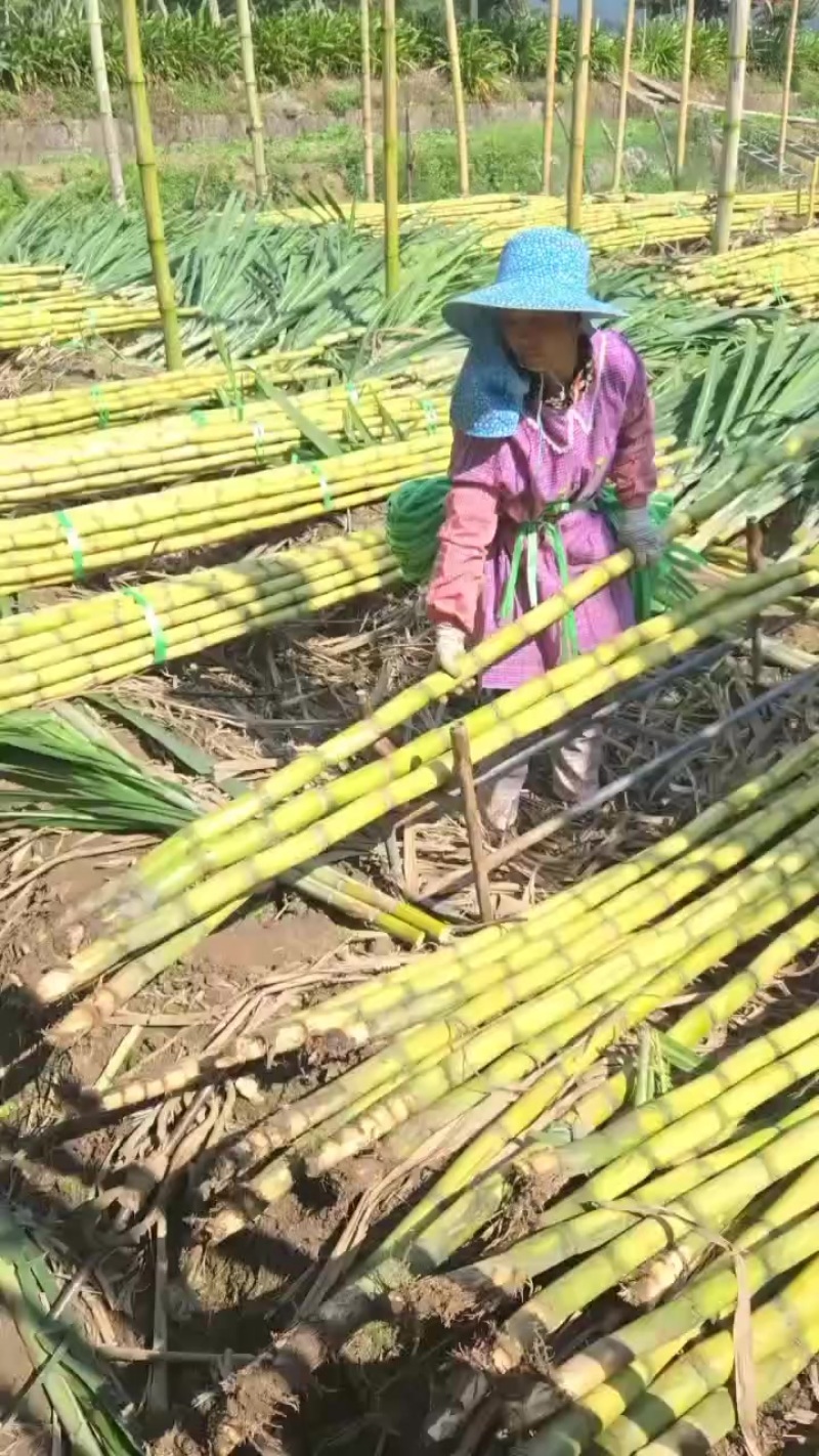 黄金甘蔗