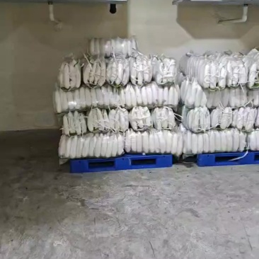 精品白萝卜3排，四排