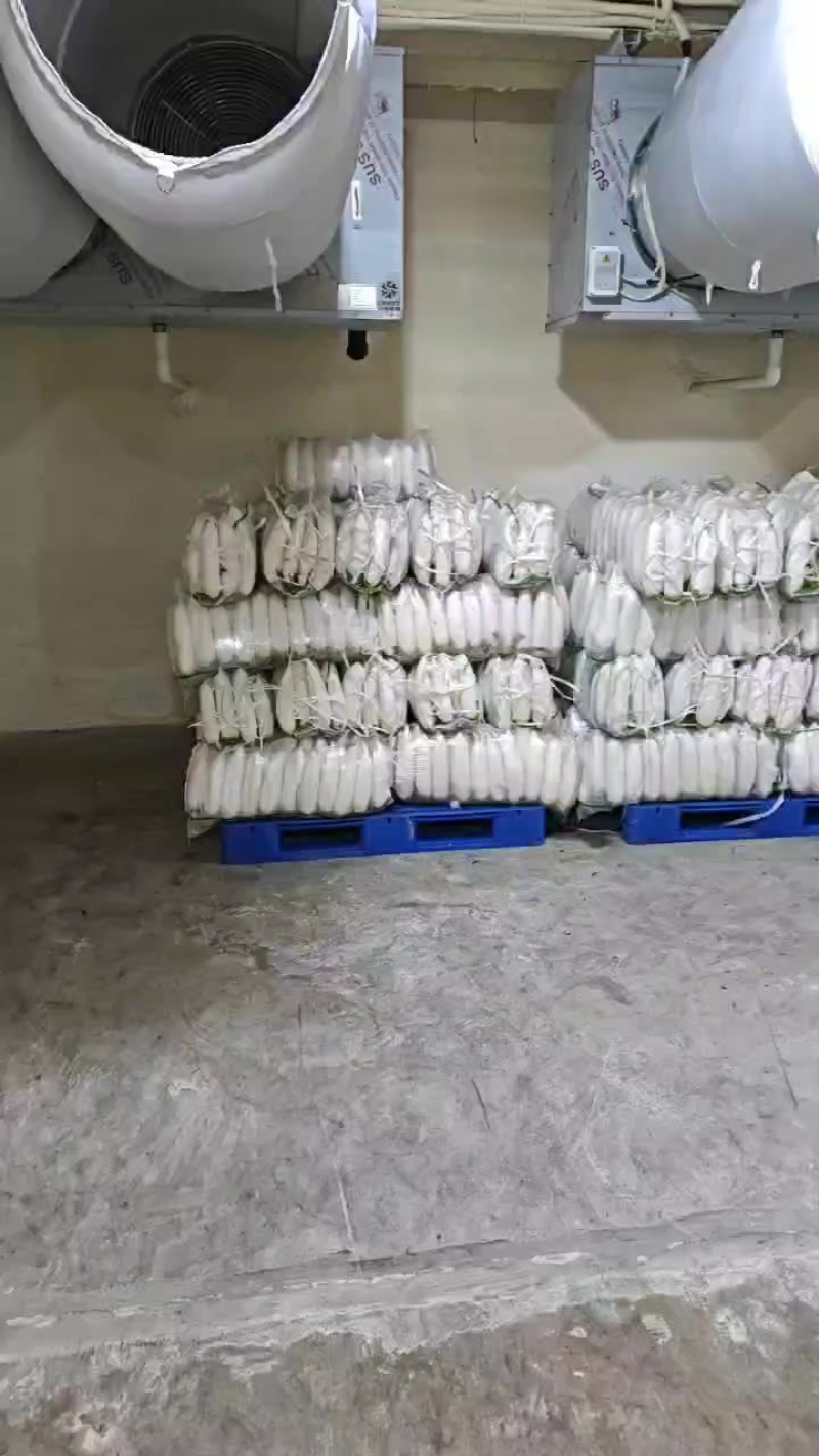 精品白萝卜3排，四排