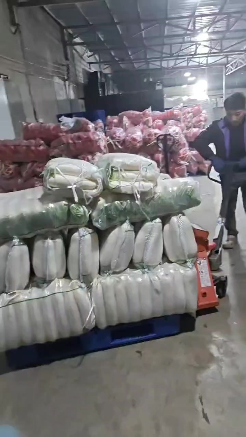 精品白萝卜3排，四排