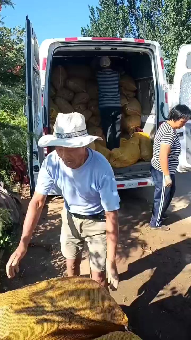 韭菜根