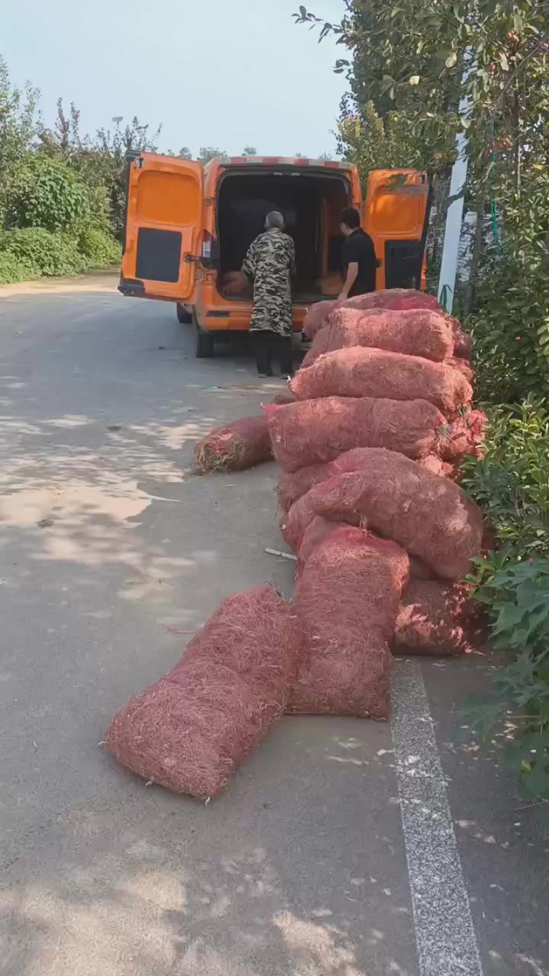 韭菜根