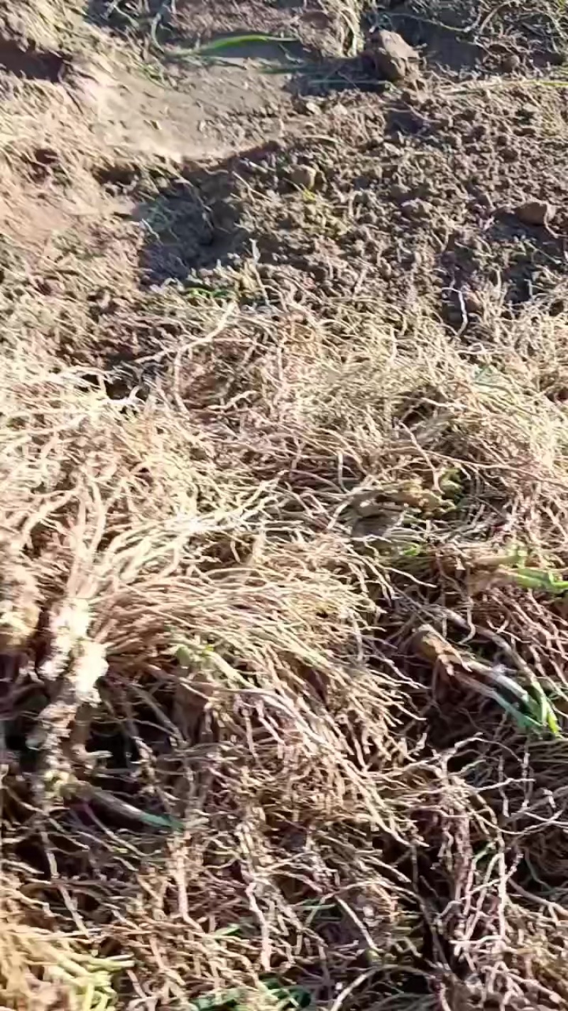 韭菜根