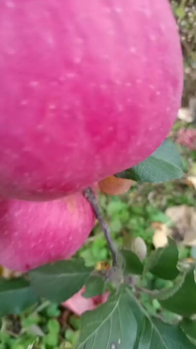 山坡富士苹果
