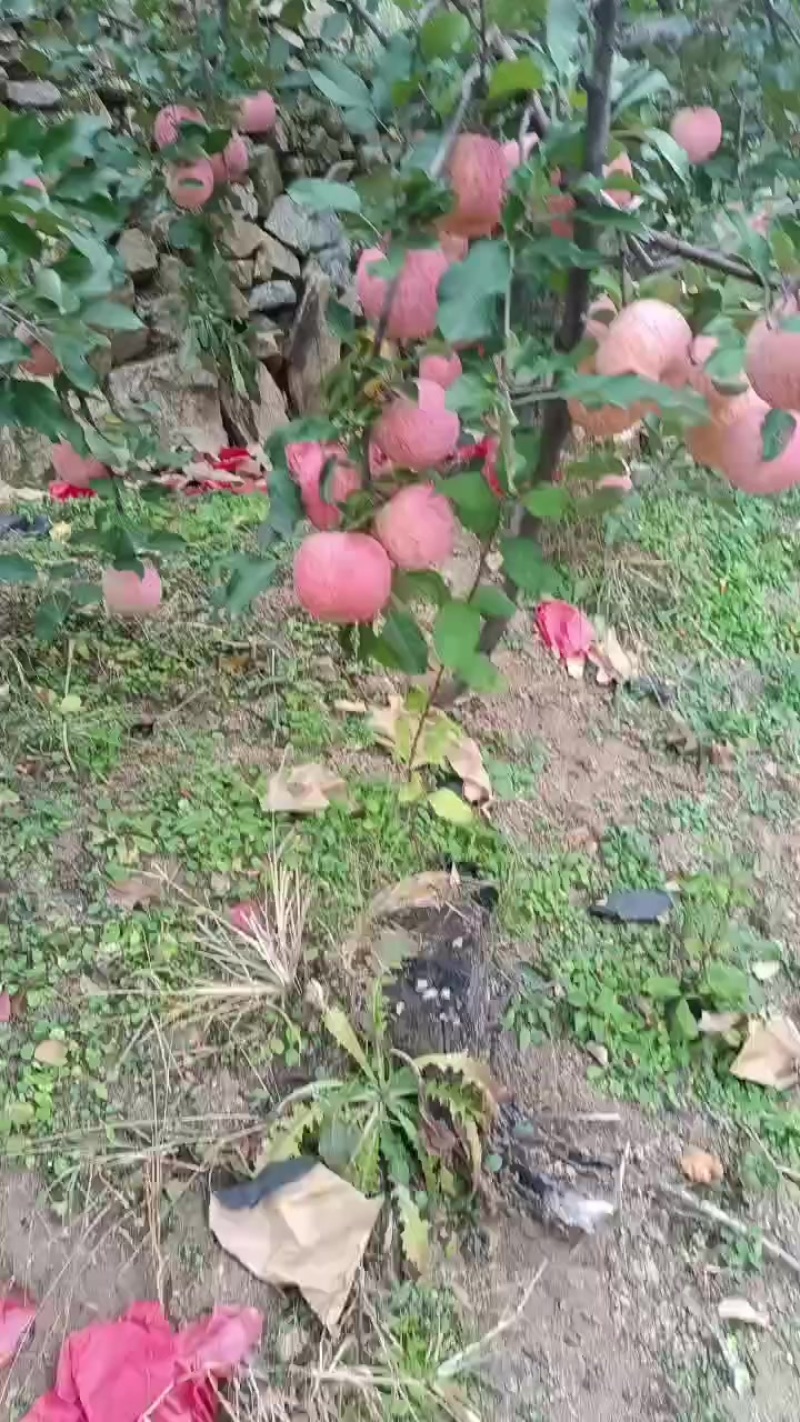 山坡富士苹果