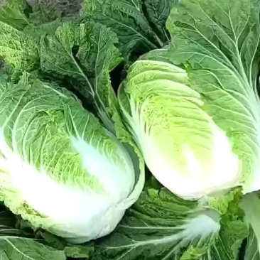 精品大白菜，刚上市货源充足产地直发，
