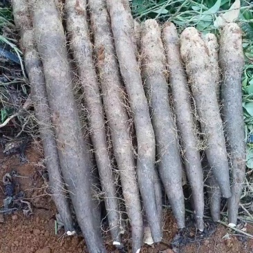 本人种有百亩黑鬼山药，产地直发，不经过中间商，价钱美丽，