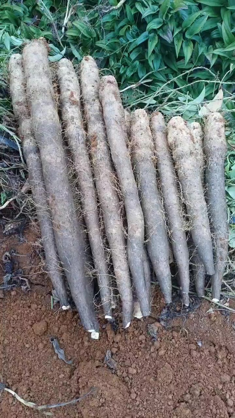 本人种有百亩黑鬼山药，产地直发，不经过中间商，价钱美丽，