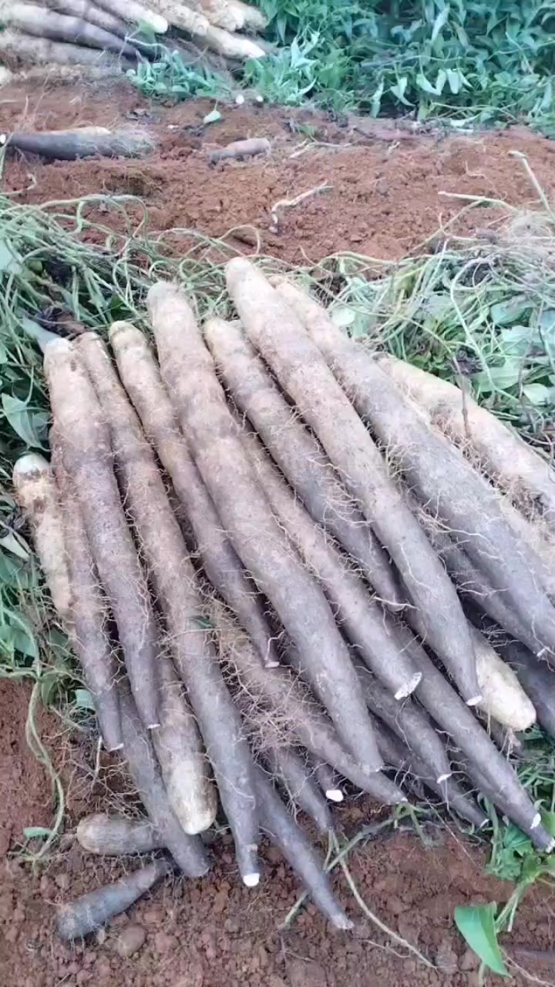 本人种有百亩黑鬼山药，产地直发，不经过中间商，价钱美丽，