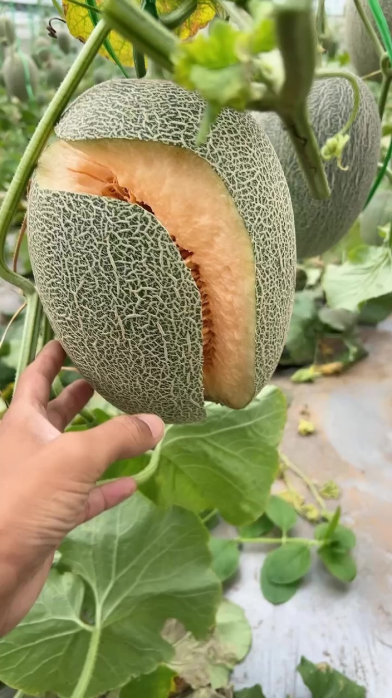 晓蜜25