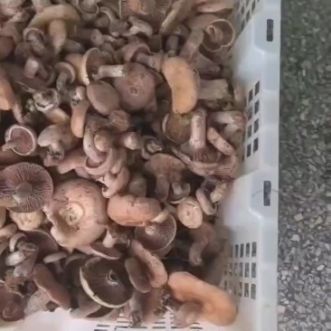 乌枞树菌