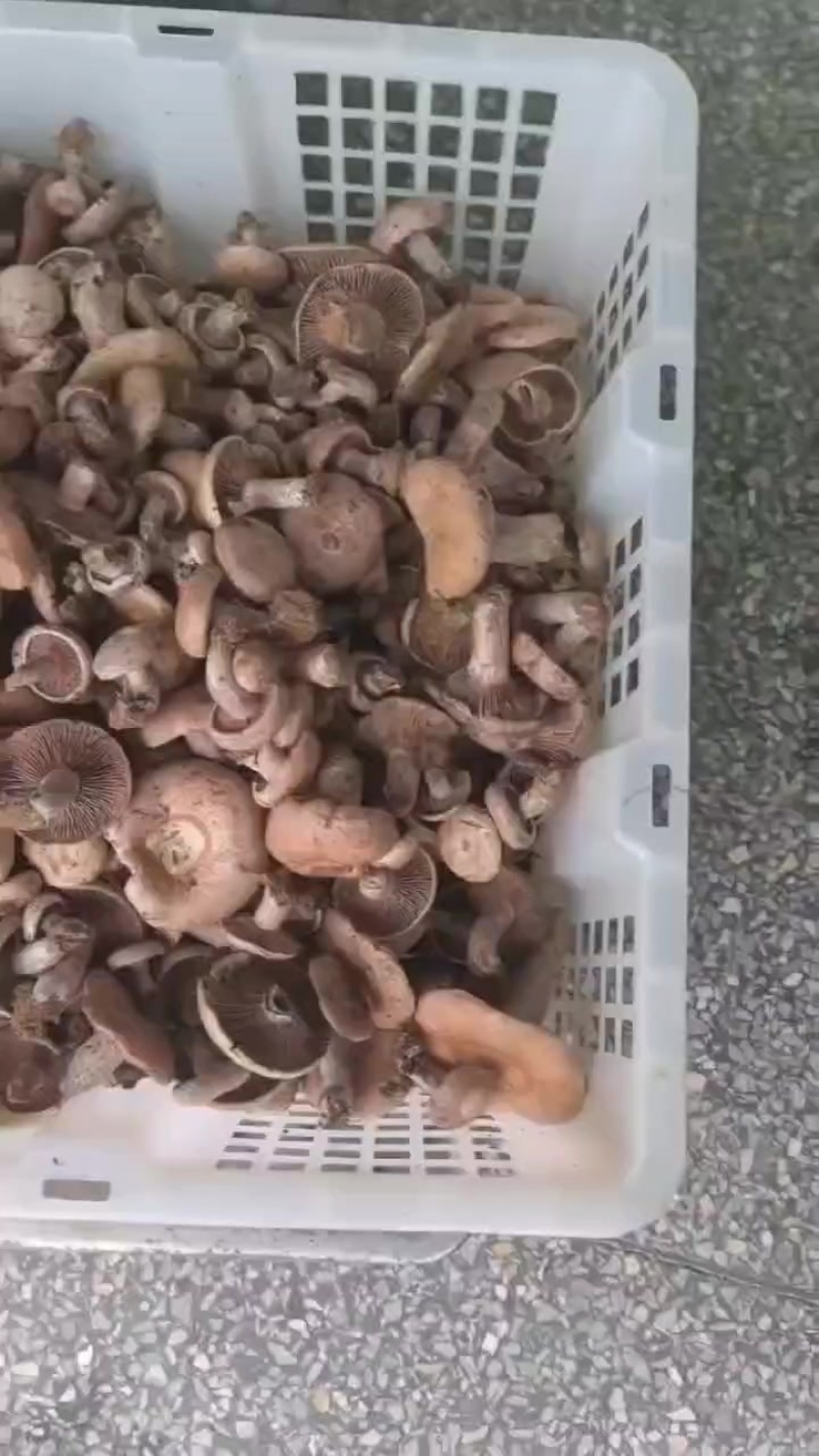 乌枞树菌