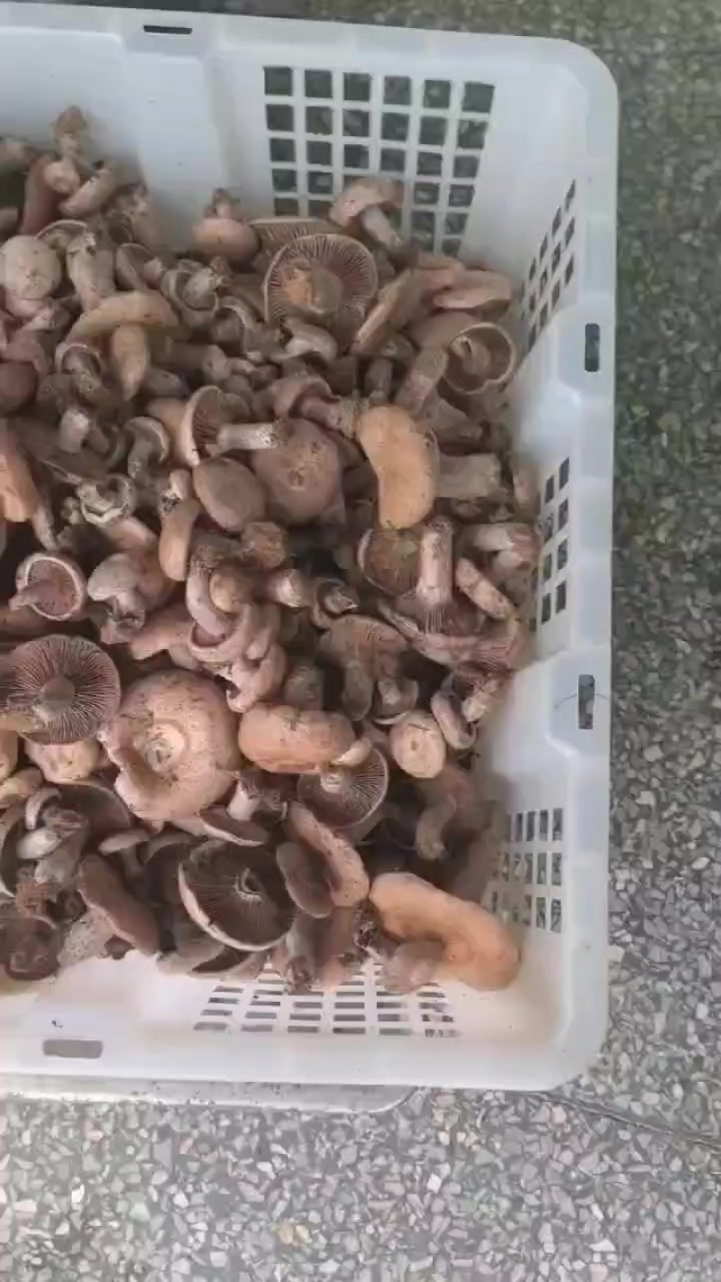 乌枞树菌