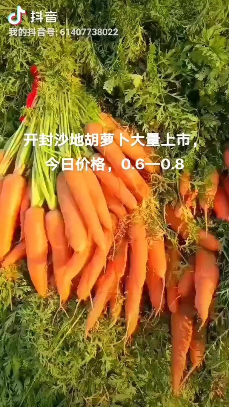 精品沙地胡萝卜，支持各种包装