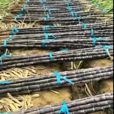 黑皮黄皮甘蔗