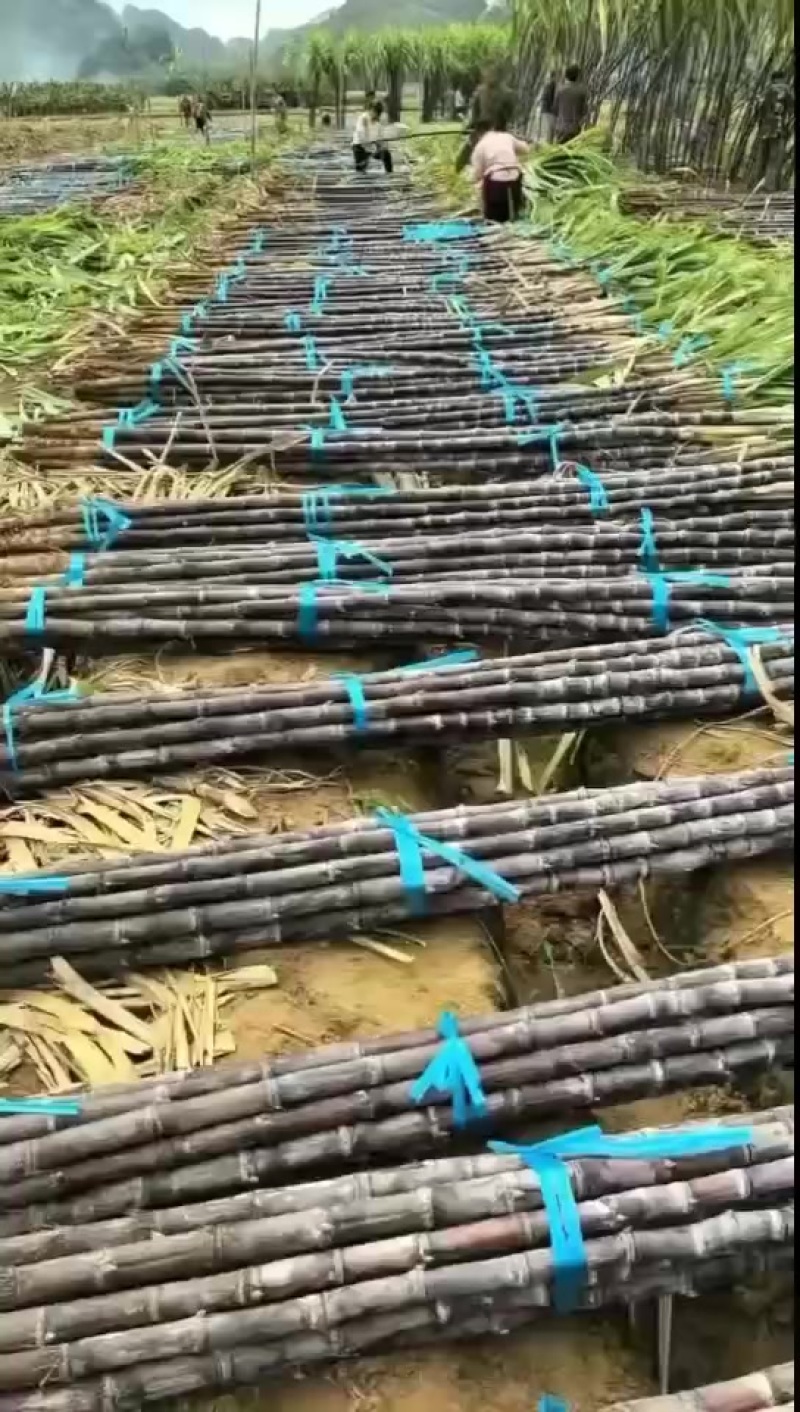 黑皮黄皮甘蔗