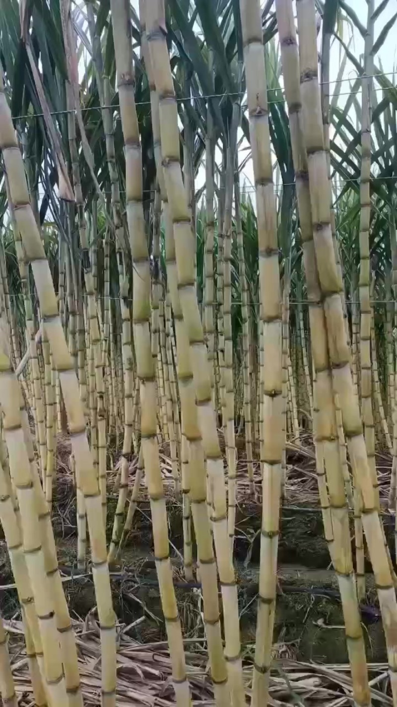 黑皮黄皮甘蔗