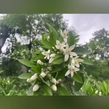 爱媛橙