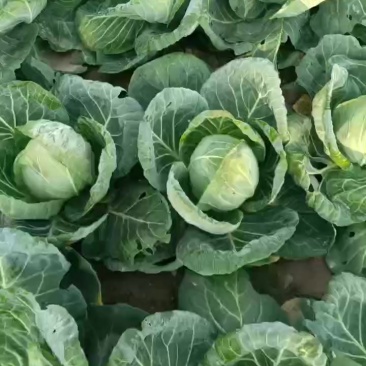 甘蓝