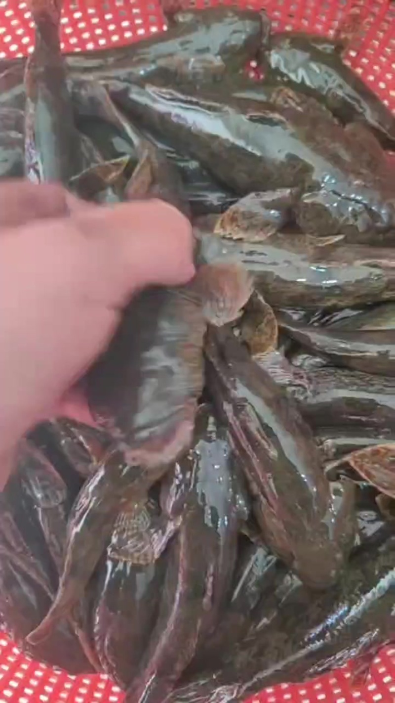 土布鱼苗呆子鱼沙塘鳢成活率高
