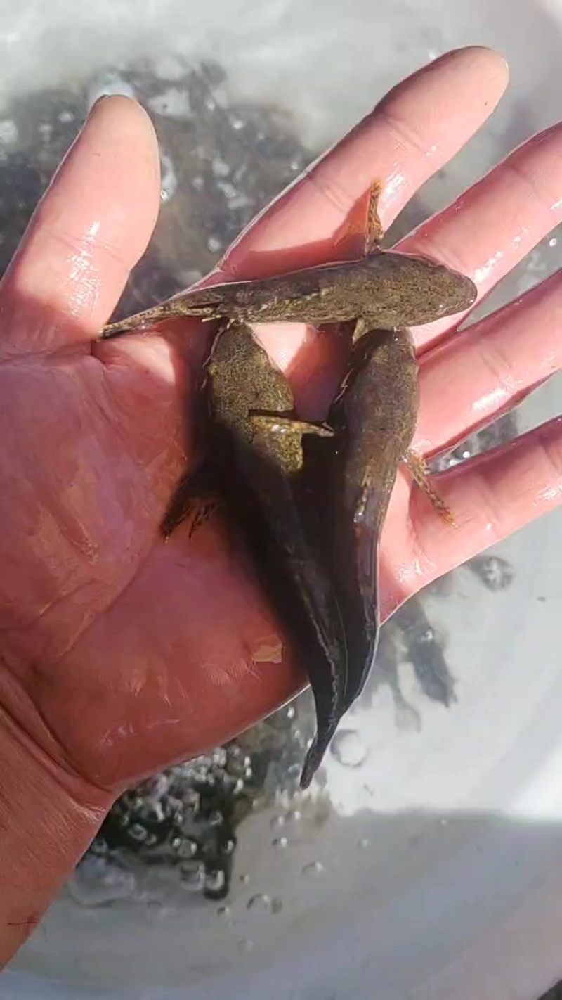 土布鱼苗呆子鱼沙塘鳢成活率高