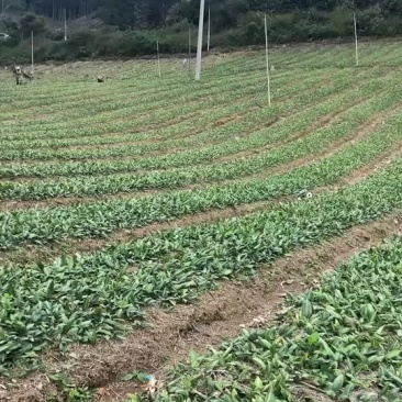 这里有黄精苗需要的联系