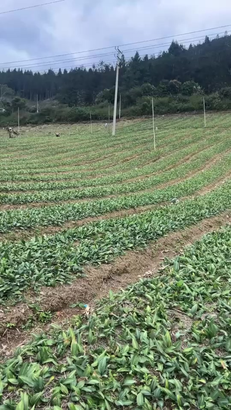 这里有黄精苗需要的联系