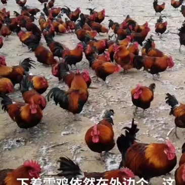 黑瑶