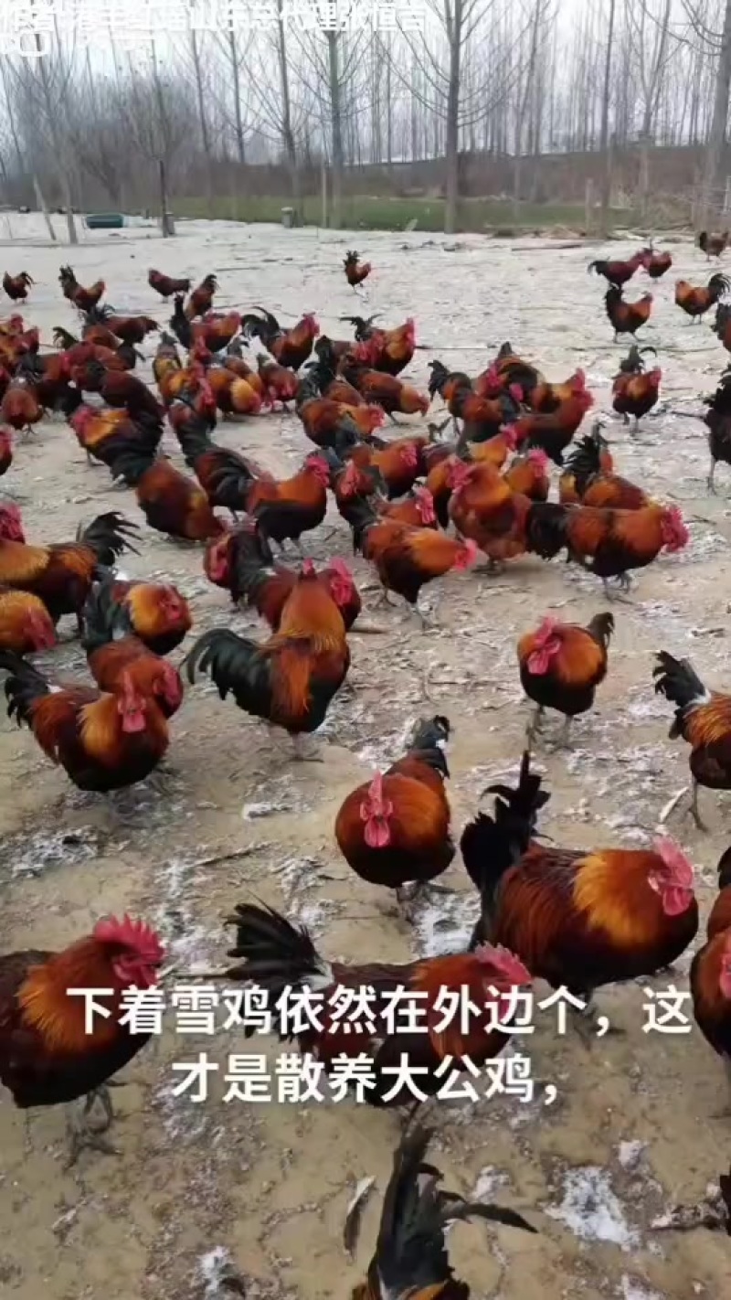 黑瑶