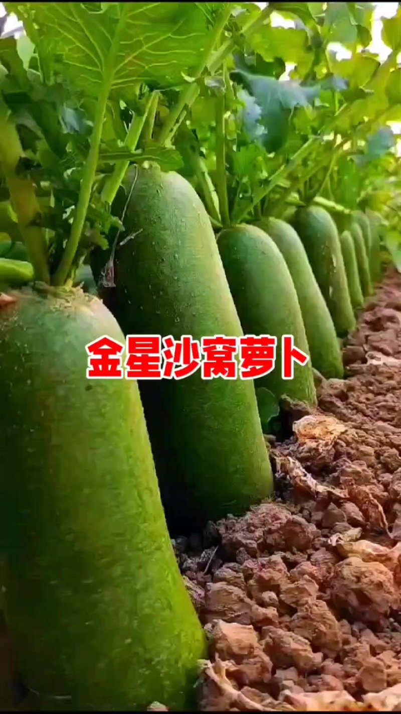 天津沙窝萝卜一件代发，送朋友自己想挣点小钱的都可以联系