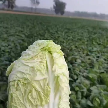 娃娃菜