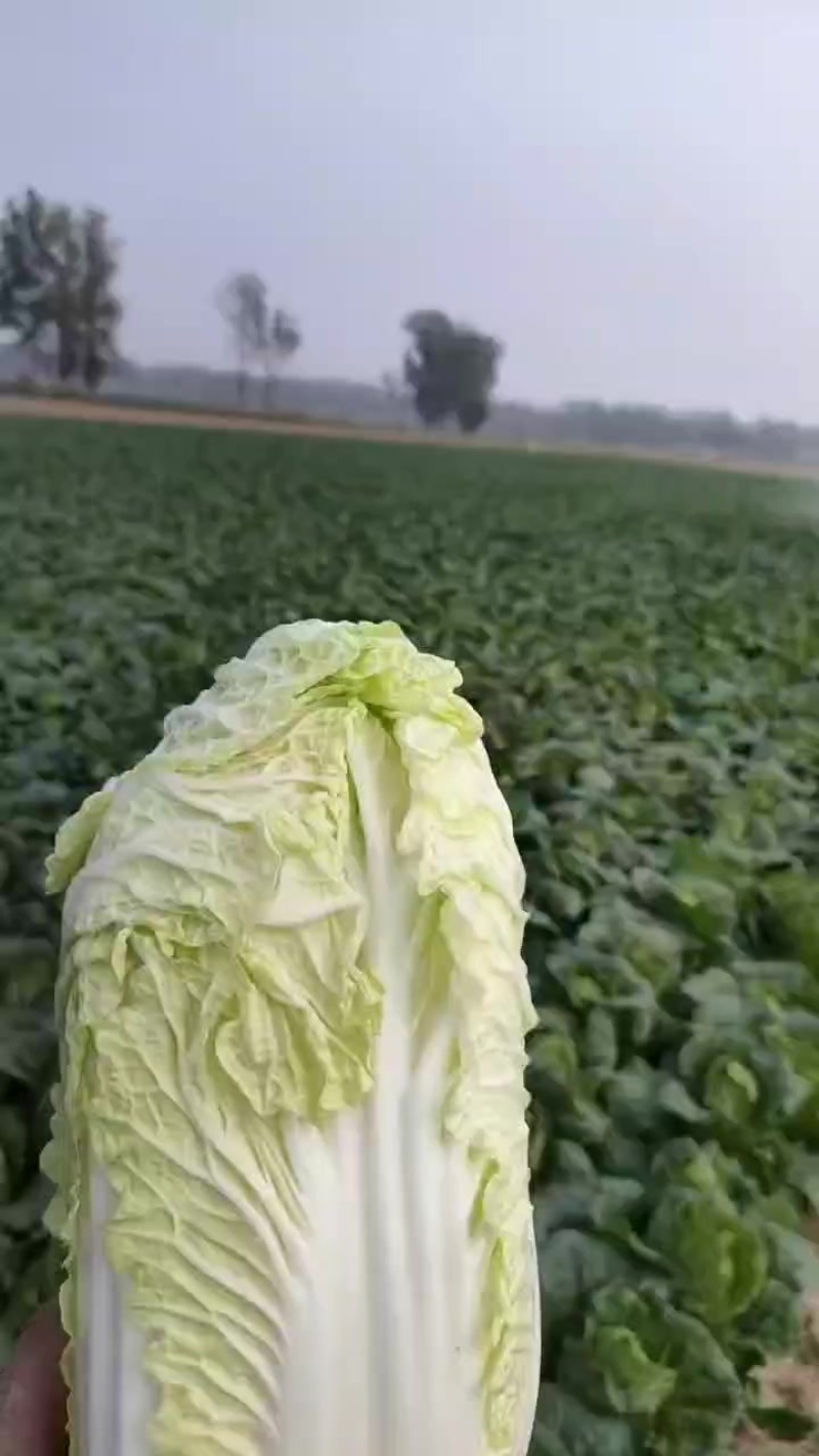 娃娃菜